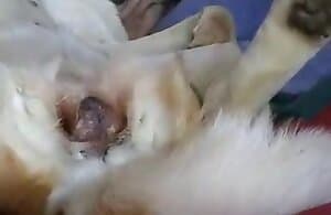 Anh chàng Hưng vui vẻ làm tình một con thú ngoan ngoãn XXX